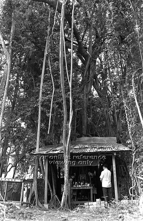 A photo from the 1970s of the sacred tree and its temple at Toa Payoh Central. Photo: National Archives of Singapore