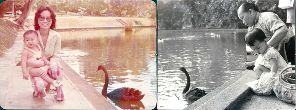 Black swans at Singapore Botanic Gardens. Photo Credit: Anne Phua Geok Neo (left) Pearl Pang (right)